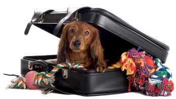 pet air travel