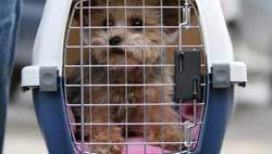 pet transportation services 1